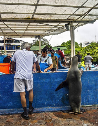 海獅變魚攤?？?排隊“購買”金槍魚