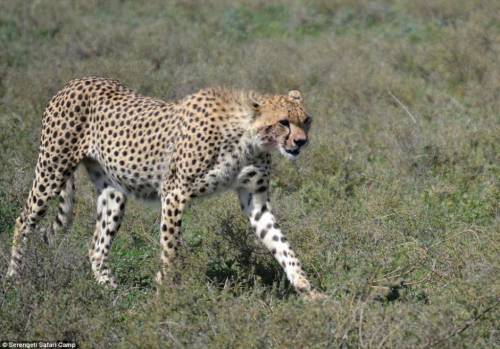 四目相對 獵豹車頂天窗伸頭凝視旅客 四目相對 獵豹車頂天窗伸頭凝視旅客