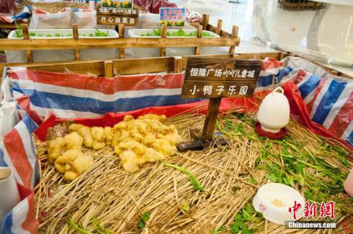 廣西多家商場(chǎng)在大廳圈養(yǎng)動(dòng)物招攬顧客 廣西多家商場(chǎng)在大廳圈養(yǎng)動(dòng)物招攬顧客