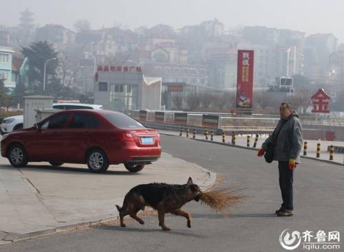 青島棧橋現(xiàn)“環(huán)保狗” 跳海撿垃圾 青島棧橋現(xiàn)“環(huán)保狗” 跳海撿垃圾