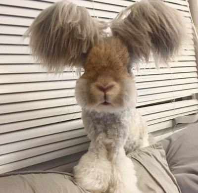 美國小兔可愛招風耳走紅網絡 美國小兔可愛招風耳走紅網絡