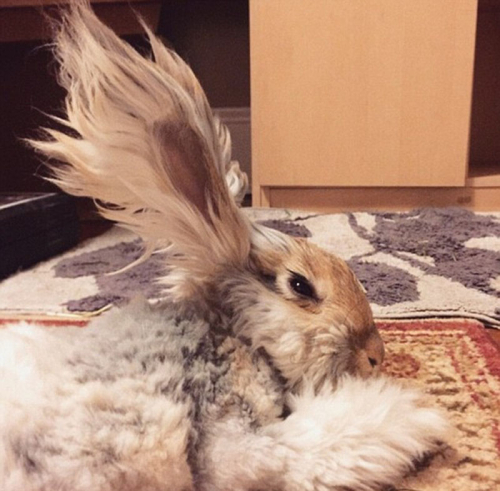 美國小兔可愛招風耳走紅網絡 美國小兔可愛招風耳走紅網絡