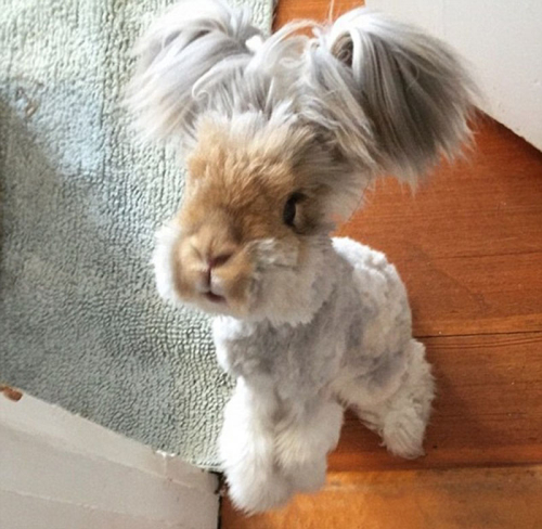 美國小兔可愛招風耳走紅網絡 美國小兔可愛招風耳走紅網絡