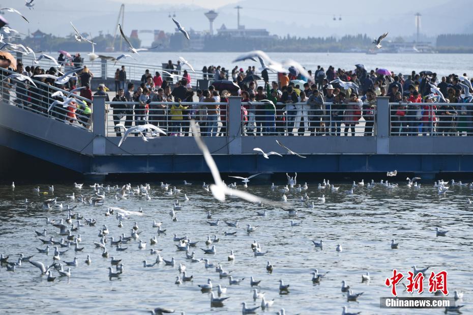 萬只紅嘴鷗飛抵昆明滇池 萬只紅嘴鷗飛抵昆明滇池