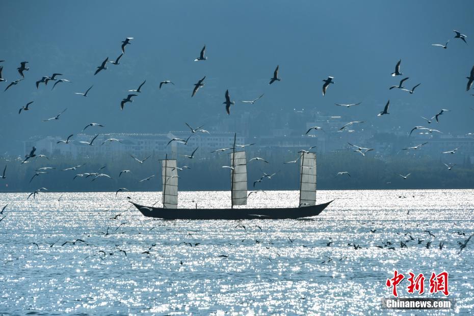 萬只紅嘴鷗飛抵昆明滇池 萬只紅嘴鷗飛抵昆明滇池