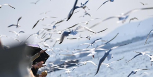 萬只紅嘴鷗飛抵昆明滇池 萬只紅嘴鷗飛抵昆明滇池