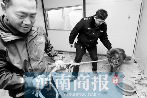 麻藥起作用后，這只藏獒被執(zhí)法人員控制