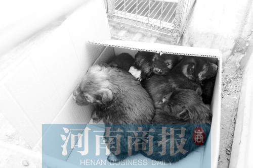 一家只能養(yǎng)一只狗，多余的被暫扣