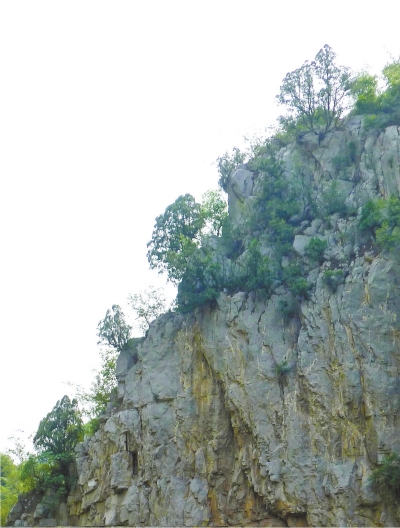 南太行山崖長(zhǎng)的只是側(cè)柏,不是崖柏。