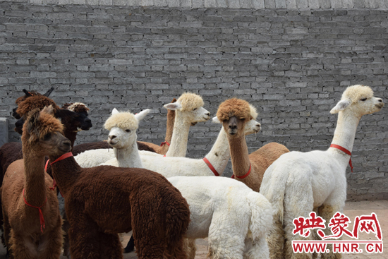 今年11月-12月,我省將再從智利引進210只羊駝。