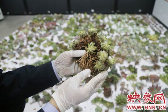這些被截獲的多肉植物郵件面單上的品名大多申報為“禮物”、“衣服”等，屬于瞞報行為。