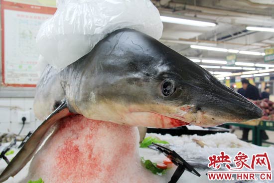 這條鯊魚長約1.5米，寬約0.5米，上身被碎冰覆蓋，保存較完整。