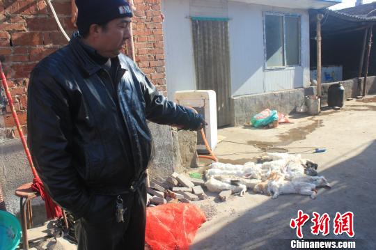 圖為家禽收購點(diǎn)的陳姓工作人員介紹，是這些愛狗人士的封堵讓這些兔子無辜死去?！●R義恒　攝