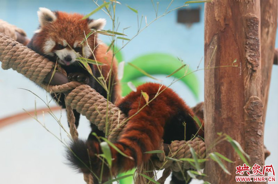 憨態(tài)可掬的小熊貓備受小朋友們的喜愛(ài)。