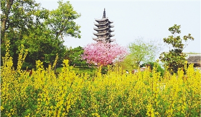 綠博園盛開的鮮花“期待”和市民“約會”。