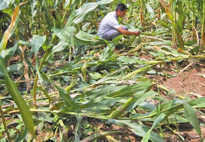 甕峪村一莊稼地，被野豬糟蹋的玉米。