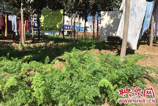 西四環(huán)中原路交叉口，大片生態(tài)廊道被毀，變成私家菜園。