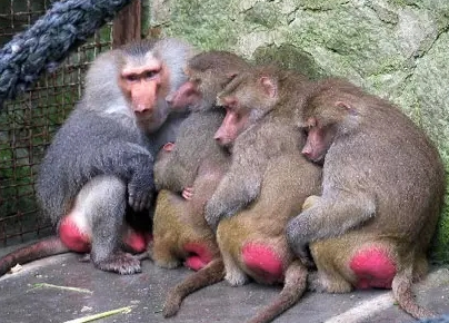 強(qiáng)冷空氣+雨 鄭州終于要下雪了！最低氣溫-6℃！