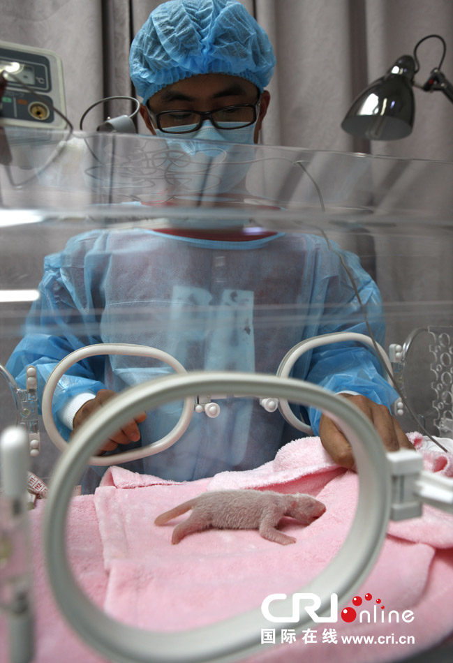 2013年7月11日，成都大熊貓繁育研究基地月亮產房，工作人員在照顧新生大熊貓寶寶。