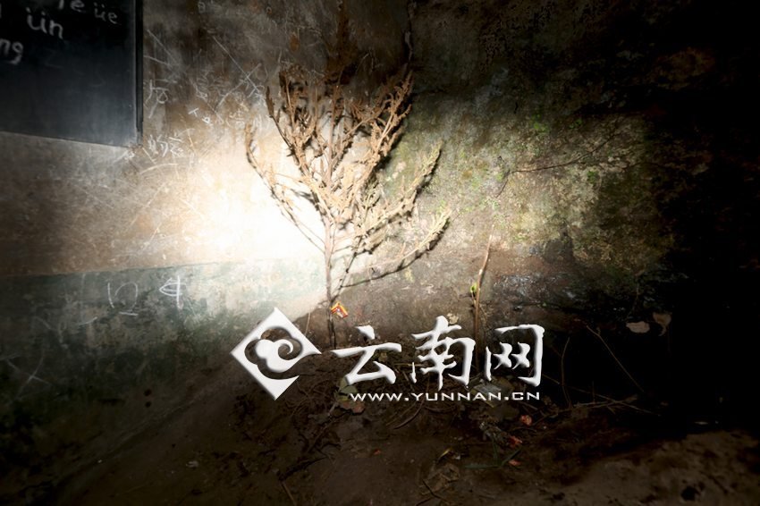 　教室里沒(méi)有燈，光線太暗，村民便種下了野蘇麻，希望教室有綠色，讓孩子們看到“希望”。 徐弘毅 攝