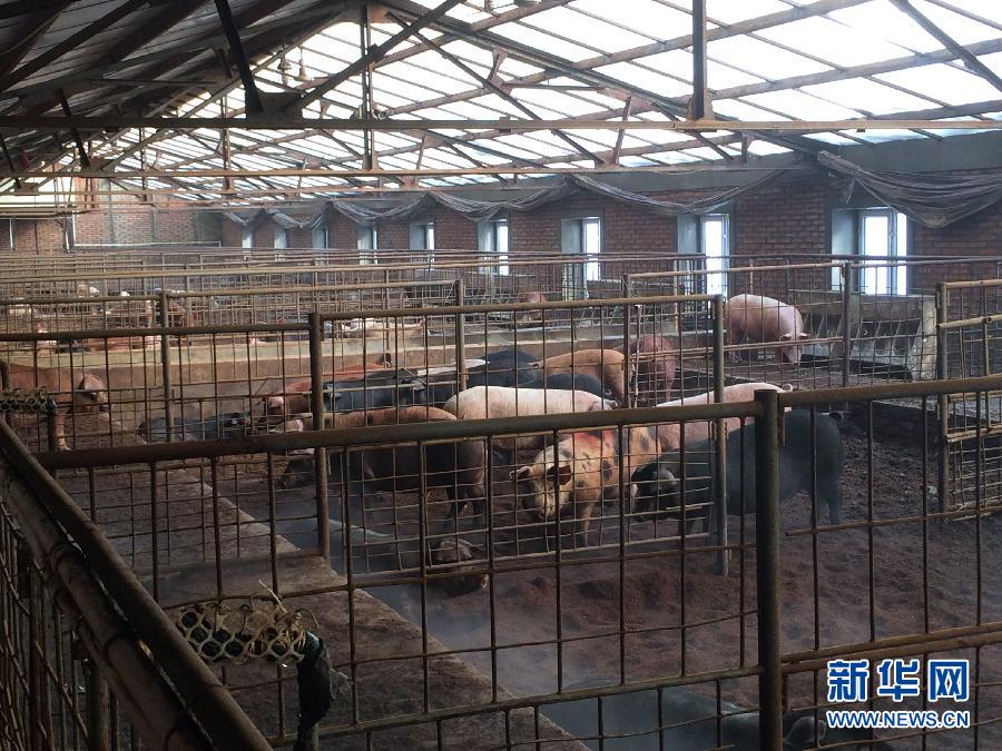 穗豐園里的豬舍（2013年12月8日攝）。新華社記者 程子龍 攝