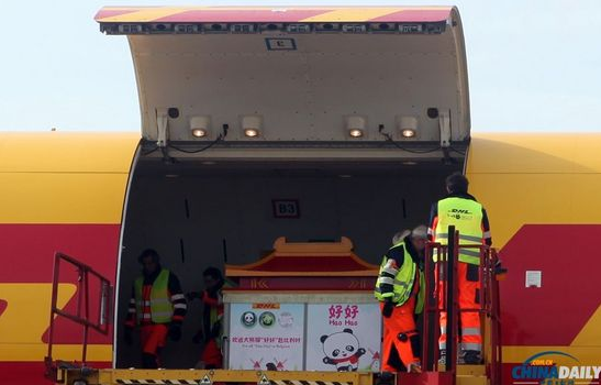 大熊貓“好好”抵達(dá)布魯薩爾國際機(jī)場(chǎng)。記者 付敬 攝