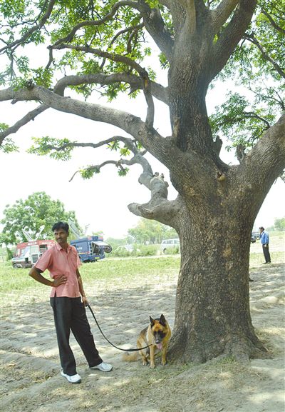 兩名少女在這棵樹上被吊死。