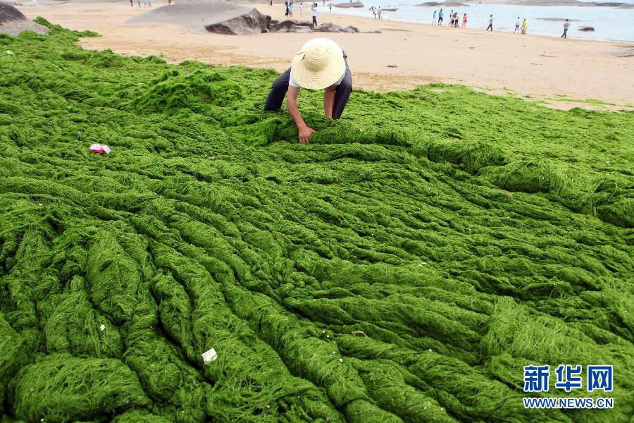 6月10日，山東日照市萬平口景區(qū)管理部門組織工作人員在清理海灘上的滸苔。
