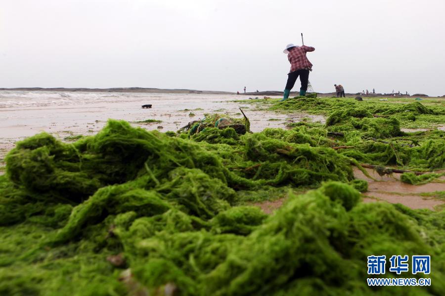 6月10日，山東日照市萬平口景區(qū)管理部門組織工作人員在清理海灘上的滸苔。