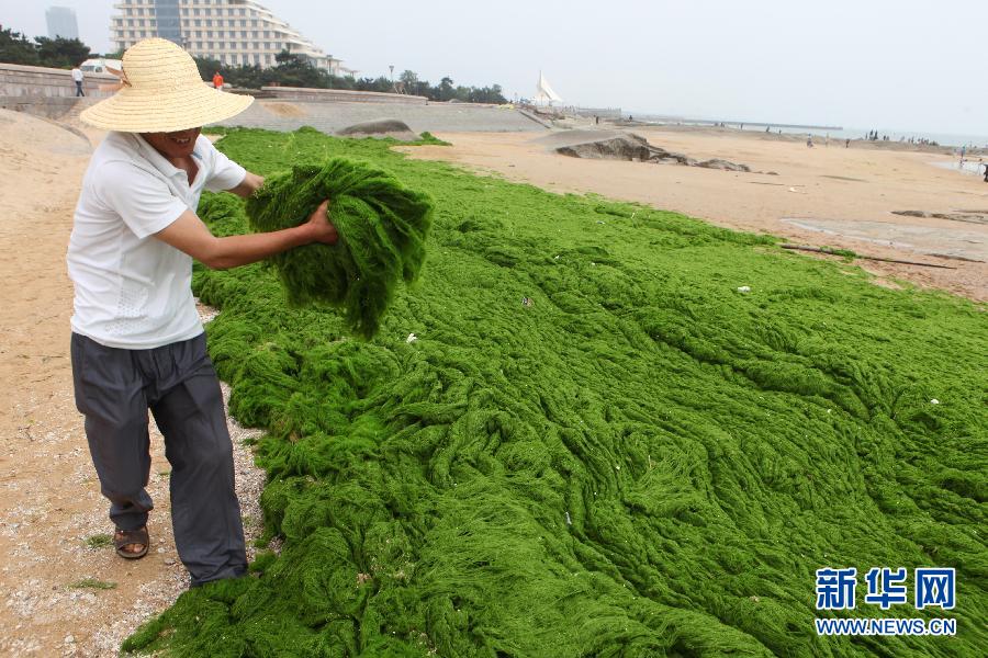 6月10日，山東日照市萬平口景區(qū)管理部門組織工作人員在清理海灘上的滸苔。