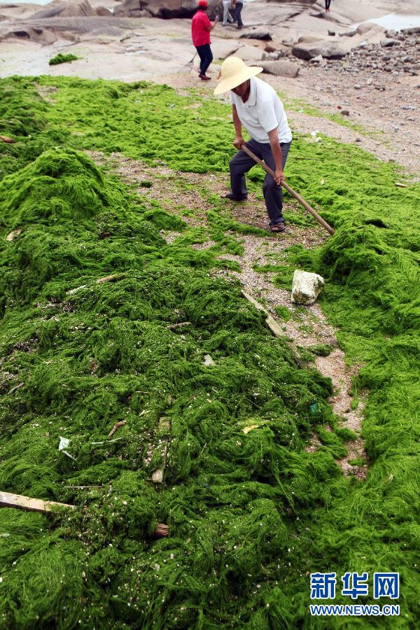 6月10日，山東日照市萬平口景區(qū)管理部門組織工作人員在清理海灘上的滸苔。