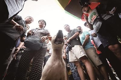 一只狗被動保人士與狗販子圍在中間，等待兩方的討價(jià)還價(jià)后決定去向