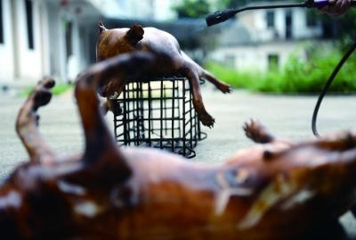 今天上午，玉林很多餐館為即將到來的狗肉節(jié)備貨，圖為餐館后廚正在加工狗肉 記者 劉暢 攝