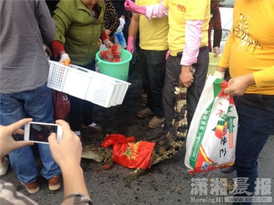 鱷魚(yú)被車(chē)主抓到。