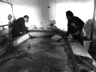 “黑作坊”的豆芽在臟亂不堪的水泥池中清洗。