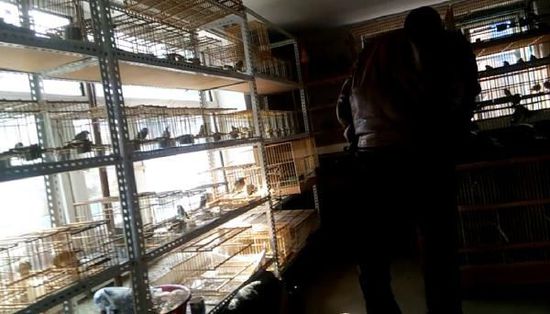 哈爾濱市雙城區(qū)集市上，一家沒有招牌的平房里擺滿了各種野鳥等待出售。