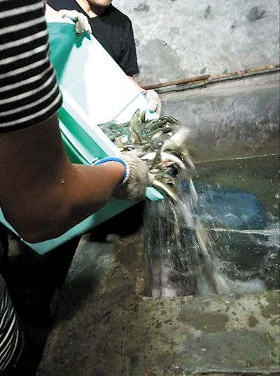 主人將撈上來的魚放進(jìn)魚池。