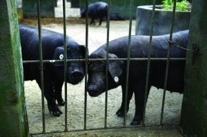 觀測點飼養(yǎng)區(qū)設(shè)有豬圈，可觀察豬是否有異常反應(yīng)