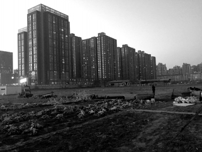 荒地上除堆放一些雜物外，還被附近居民種上了一片大白菜。