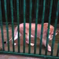 西安凈業(yè)寺養(yǎng)獅6年稱已捐出 動(dòng)物園堅(jiān)稱沒(méi)收到