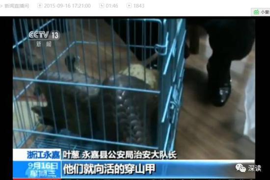 揭穿山甲販賣潛規(guī)則:送飯館前注水打興奮劑