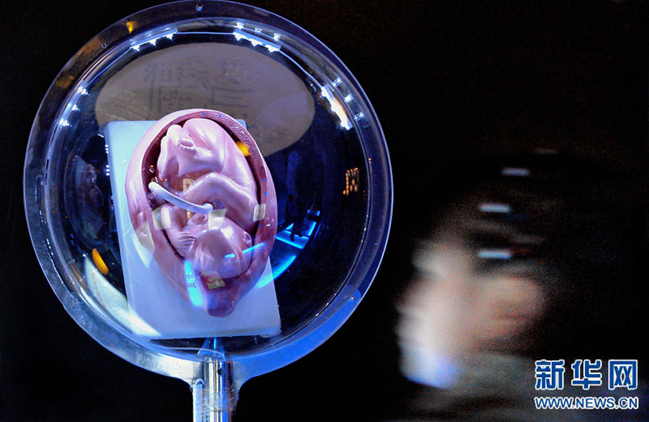 一名小學(xué)生在鄭州科技館內(nèi)參觀介紹遺傳、生育等知識的“奇幻生命之旅”展覽（2007年2月18日攝）。