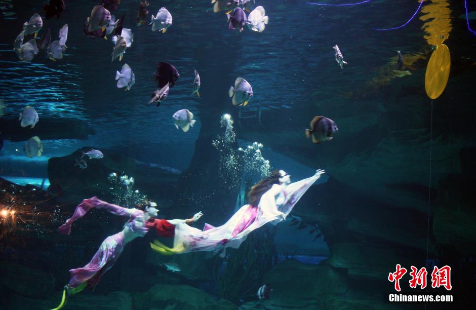 9月7日，在中秋節(jié)到來前一天，山東泉城海洋極地世界為游客帶來“嫦娥水中奔月”表演。