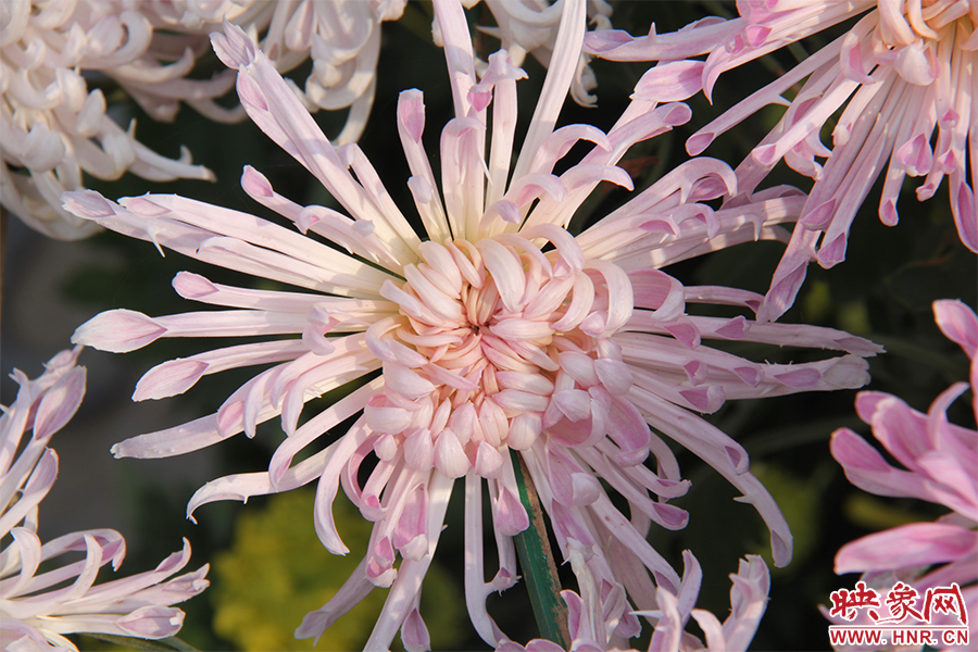 菊花綻放美麗。