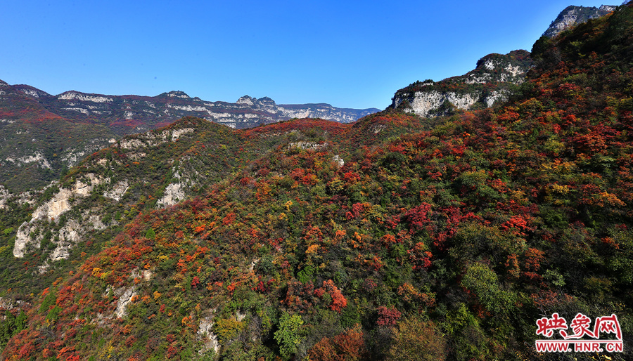 紅色，黃色，綠色的樹葉相互映襯