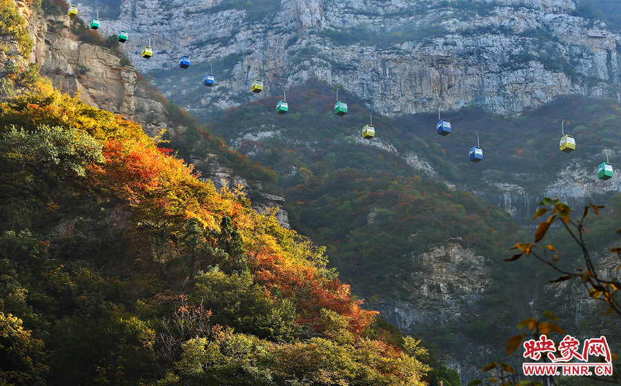 索道下的山坡，陽光灑在色彩繽紛的樹葉上