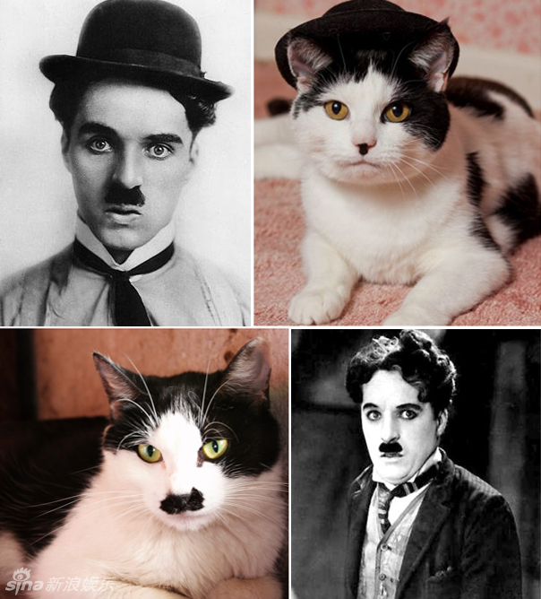 不小心就撞臉了！盤點(diǎn)動(dòng)物界的明星相