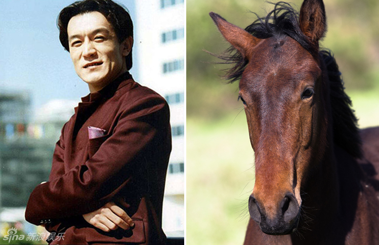 不小心就撞臉了！盤點(diǎn)動(dòng)物界的明星相