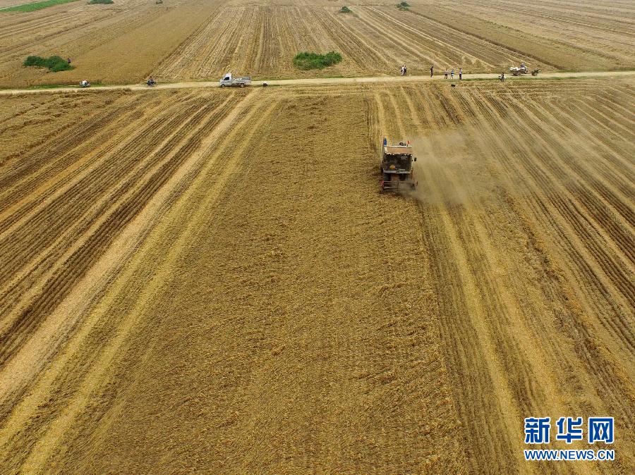 這是5月28日在河南省南陽市唐河縣甘河灣村航拍的麥?zhǔn)宅F(xiàn)場。