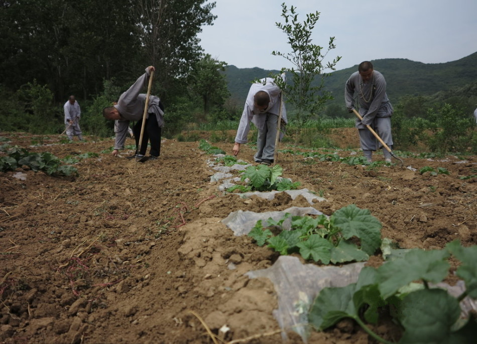 少林寺耕種的120多畝小麥?zhǔn)炝耍渖畟冏哌M(jìn)田間，收獲黃燦燦的果實(shí)。